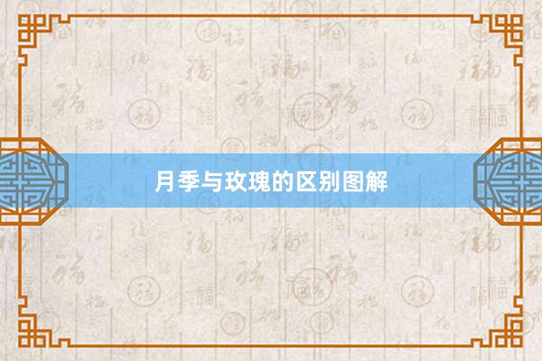 月季与玫瑰的区别图解